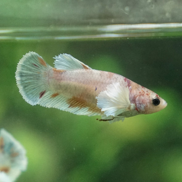 Candy Koi Plakat- Female- 9 Weeks Old