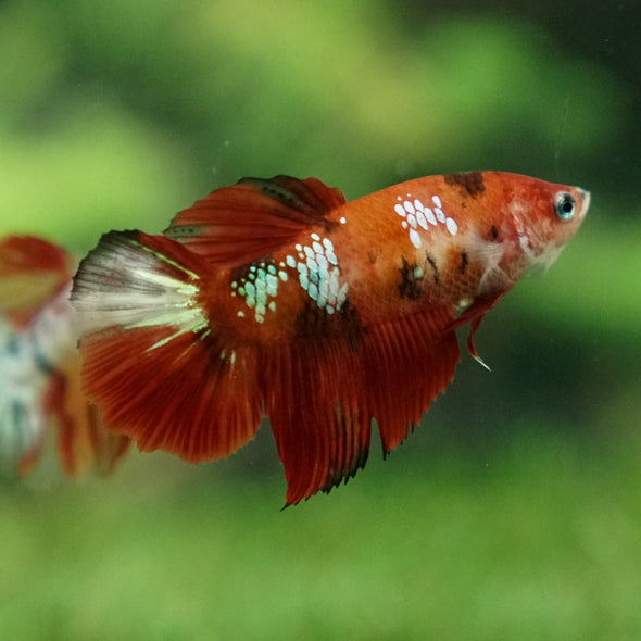 Multicolor/ Galaxy Koi Halfmoon - Female- 13 Weeks Old