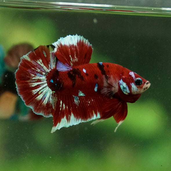 Multicolor/Galaxy Koi Plakat -13 weeks Old