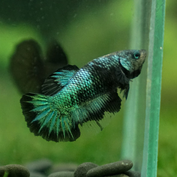 Black Galaxy Koi (Avatar) Halfmoon - Female- 13 Weeks Old