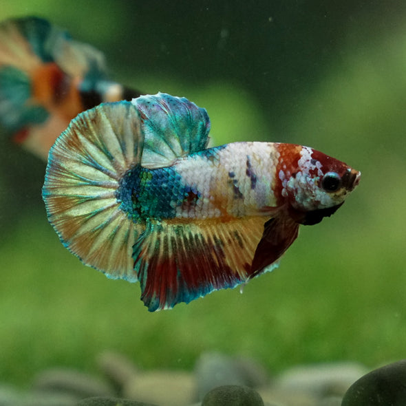 Multicolor/Galaxy Koi Plakat -11 weeks Old
