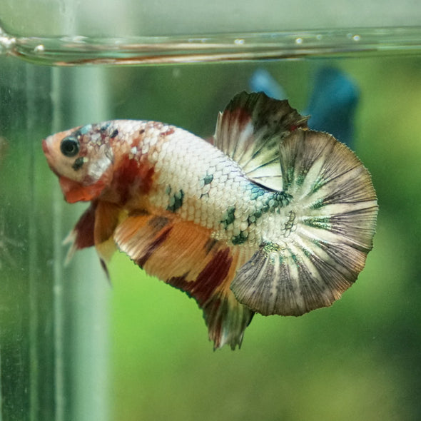 Multicolor/Galaxy Koi Plakat -11 weeks Old