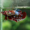 Multicolor/ Galaxy Koi Plakat- Female- 13 Weeks Old