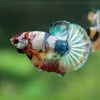 Multicolor/Galaxy Koi Plakat -11 weeks Old