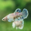 Candy Koi Plakat- Female- 9 Weeks Old