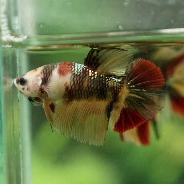 Multicolor/ Galaxy Koi Halfmoon - Female- 14 Weeks Old