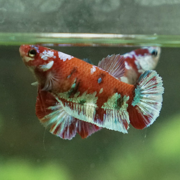 Multicolor/ Galaxy Koi Plakat- Female- 13 Weeks Old