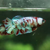 Multicolor/ Galaxy Koi Plakat- Female- 13 Weeks Old