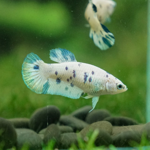 Blue/Green Dalmatian Plakat- Female