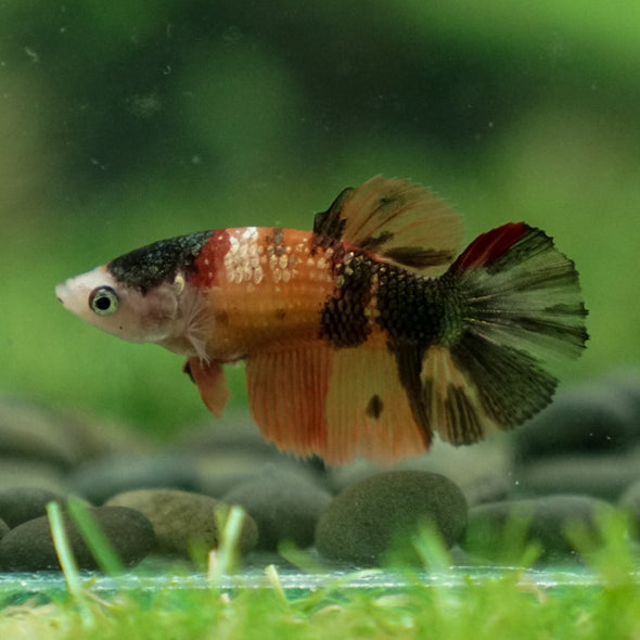 Multicolor/ Galaxy Koi Halfmoon - Female- 14 Weeks Old