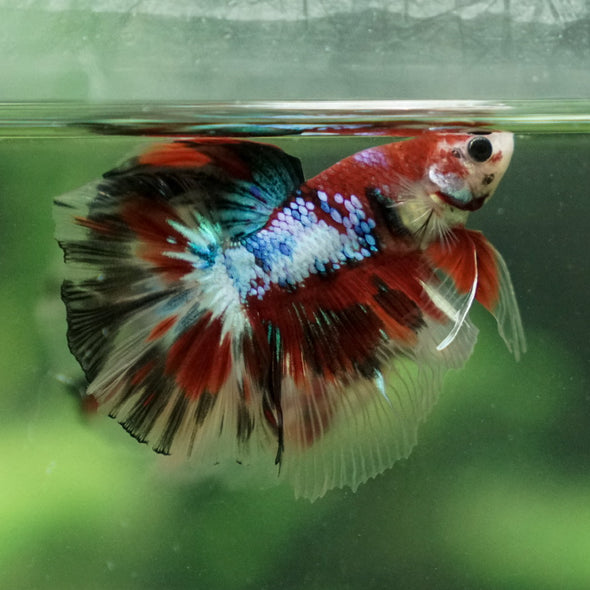 Candy/Galaxy Koi Halfmoon - 11 weeks old