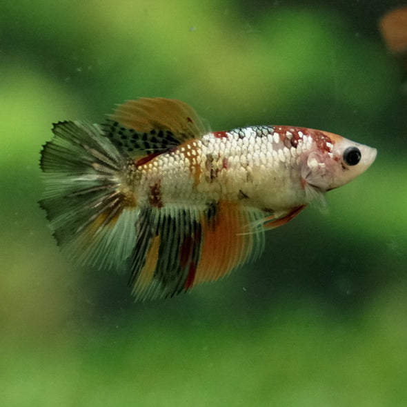 Multicolor/ Galaxy Koi Halfmoon - Female- 14 Weeks Old