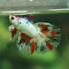 Galaxy Koi Halfmoon - 11 weeks old