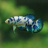 Blue/Green Dalmatian Plakat- Female