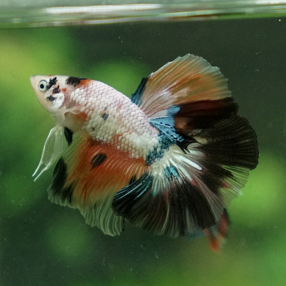 Candy/Galaxy Koi Halfmoon - 11 weeks old