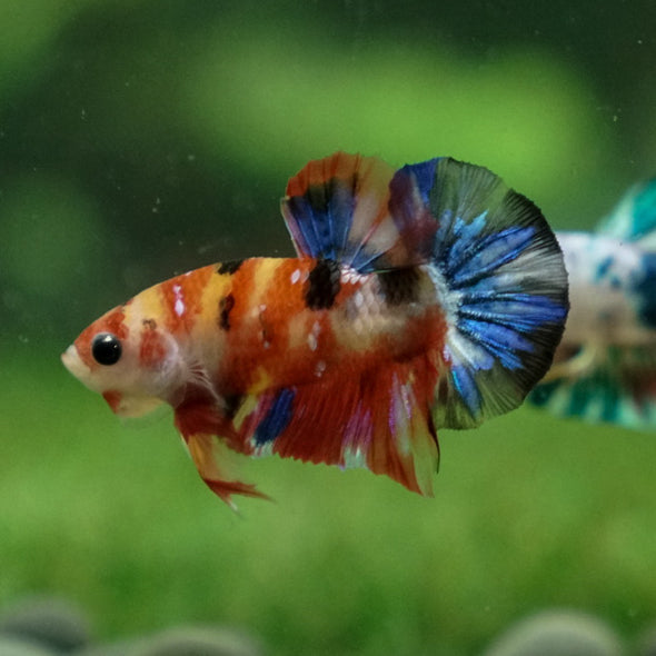 Multicolor/Galaxy Koi Plakat -11 weeks Old