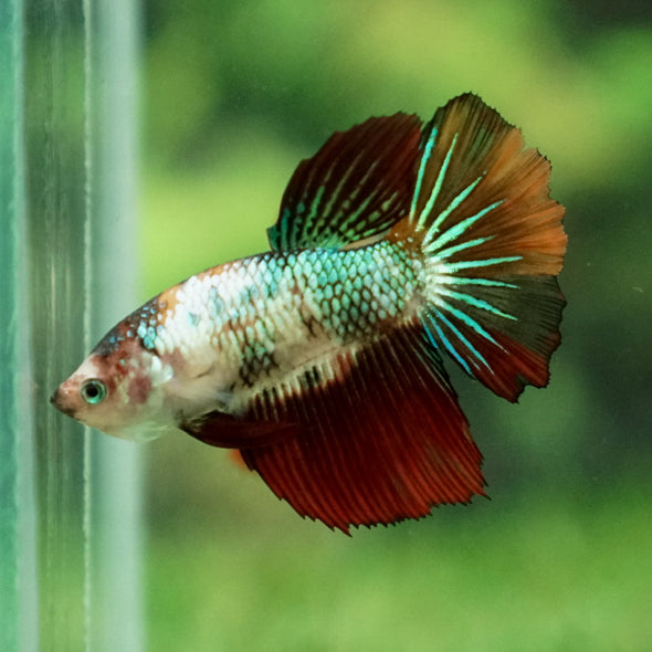 Multicolor/ Galaxy Koi Halfmoon - Female- 13 Weeks Old