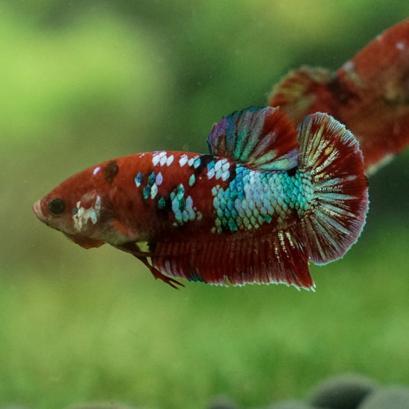 Multicolor/ Galaxy Koi Plakat- Female- 13 Weeks Old