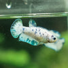 Blue/Green Dalmatian Plakat- Female