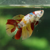 Multicolor/ Galaxy Koi Halfmoon - Female- 13 Weeks Old