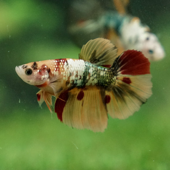 Multicolor/ Galaxy Koi Halfmoon - Female- 14 Weeks Old