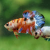 Multicolor/Galaxy Koi Plakat -11 weeks Old