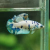 Blue/Green Dalmatian Plakat- Female