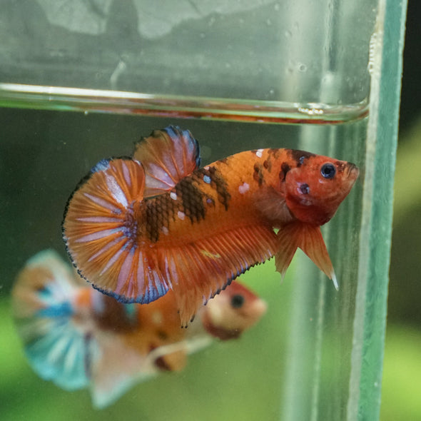 Multicolor/Galaxy Koi Plakat -13 weeks Old