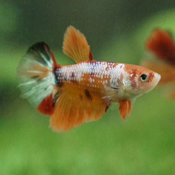 Multicolor/ Galaxy Koi Halfmoon - Female- 13 Weeks Old