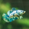 Blue/Green Dalmatian Plakat- Female