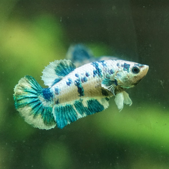 Blue/Green Dalmatian Plakat- Female