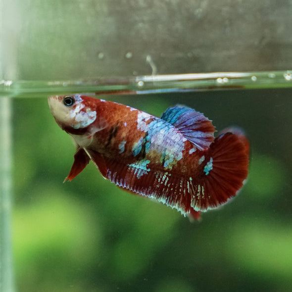 Multicolor/ Galaxy Koi Plakat- Female- 13 Weeks Old