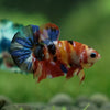 Multicolor/Galaxy Koi Plakat -11 weeks Old