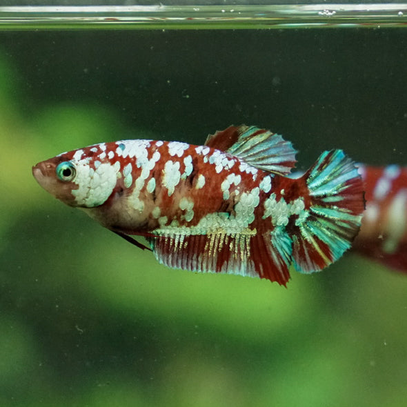 Multicolor/ Galaxy Koi Plakat- Female- 13 Weeks Old