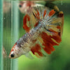 Multicolor/ Galaxy Koi Halfmoon - Female- 14 Weeks Old