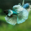 Dumbo Halfmoon - 9 weeks old