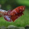 Multicolor/ Galaxy Koi Plakat- Female- 13 Weeks Old
