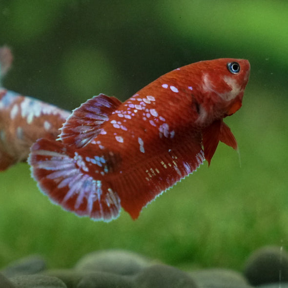 Multicolor/ Galaxy Koi Plakat- Female- 13 Weeks Old