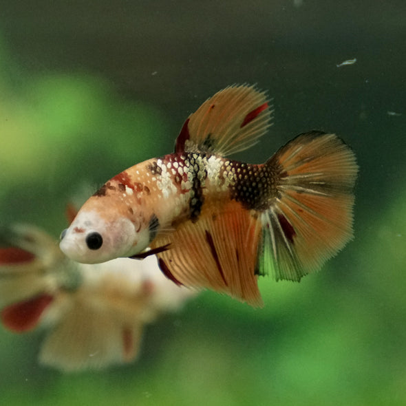 Multicolor/ Galaxy Koi Halfmoon - Female- 13 Weeks Old