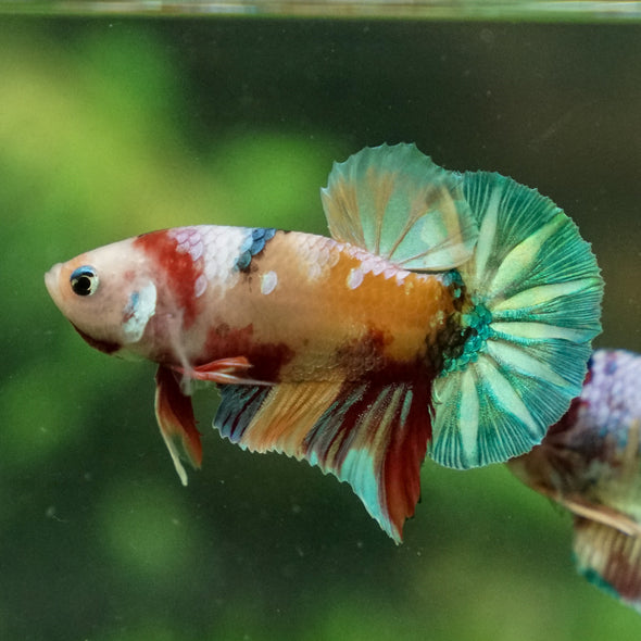 Multicolor/Galaxy Koi Plakat -13 weeks Old