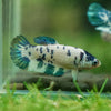 Blue/Green Dalmatian Plakat- Female