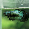 Black Galaxy Koi (Avatar) Halfmoon - Female- 13 Weeks Old