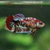 Multicolor/ Galaxy Koi Plakat- Female- 13 Weeks Old