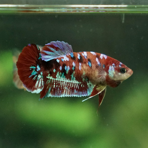 Multicolor/ Galaxy Koi Plakat- Female- 13 Weeks Old