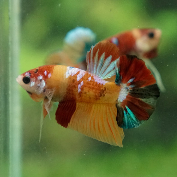 Multicolor/Galaxy Koi Plakat -13 weeks Old