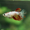 Multicolor/ Galaxy Koi Halfmoon - Female- 13 Weeks Old