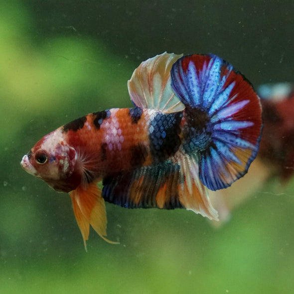 Multicolor/Galaxy Koi Plakat -13 weeks Old