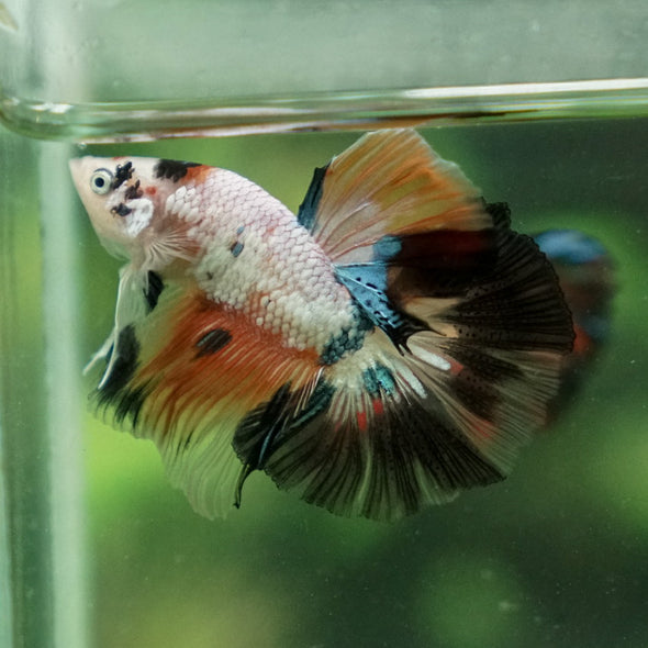 Candy/Galaxy Koi Halfmoon - 11 weeks old