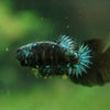 Black Galaxy Koi (Avatar) Halfmoon - Female- 13 Weeks Old