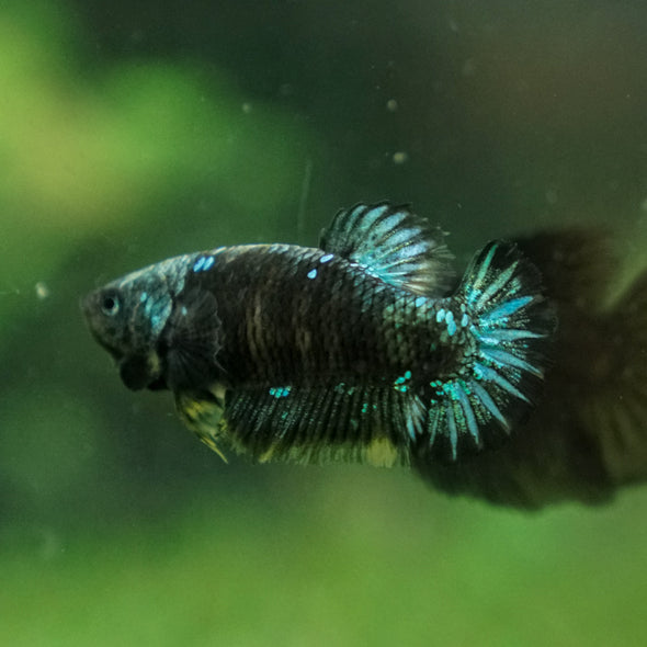 Black Galaxy Koi (Avatar) Halfmoon - Female- 13 Weeks Old